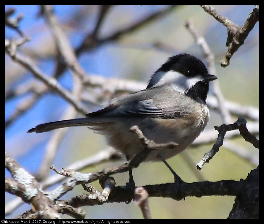 2017mar01_chickadee_IMG_1859.jpg