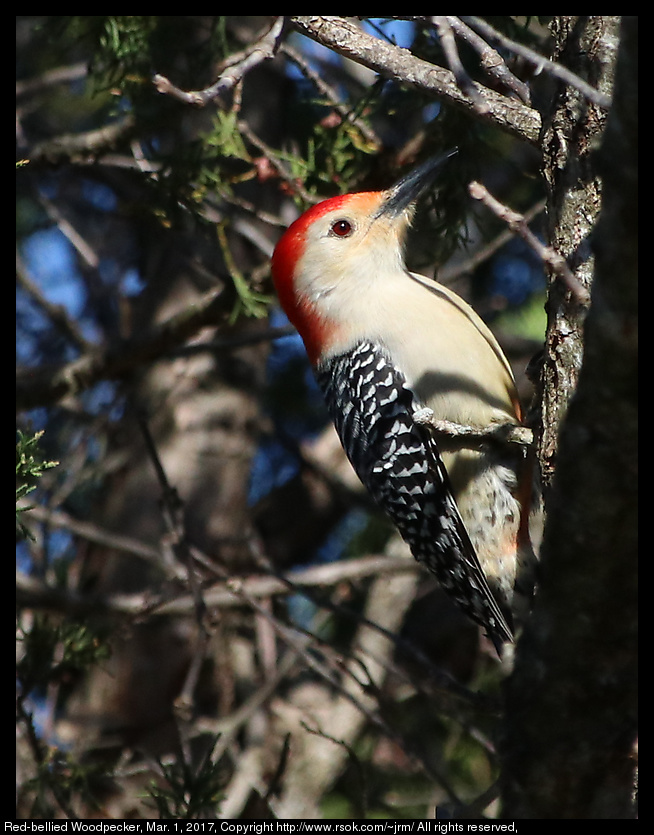 2017mar01_woodpecker_IMG_1931.jpg