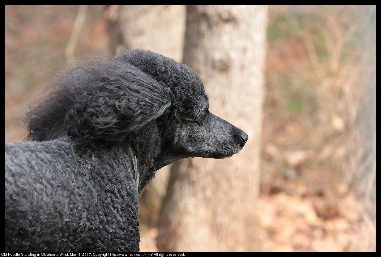 2017mar06_poodle_IMG_1951.jpg