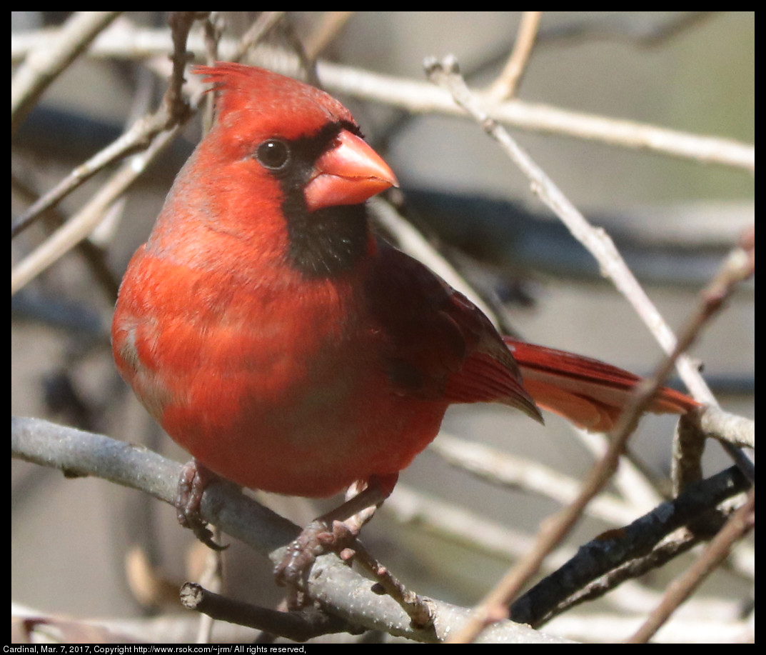 2017mar07_cardinal_IMG_2024.jpg