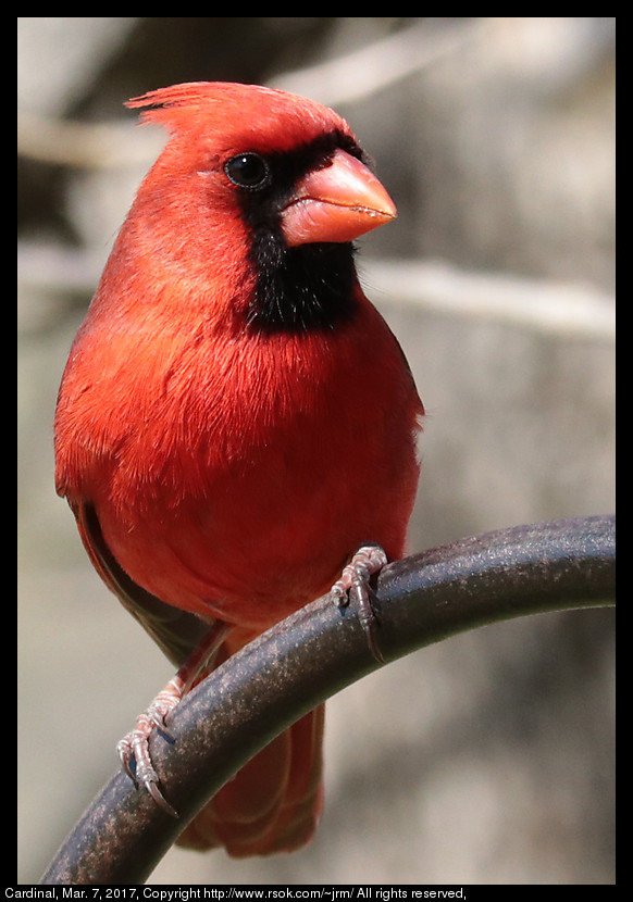 2017mar07_cardinal_IMG_2037.jpg