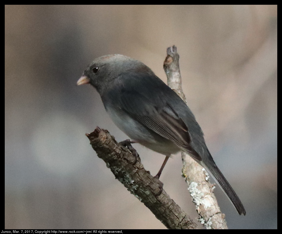 2017mar07_junco_IMG_2083.jpg