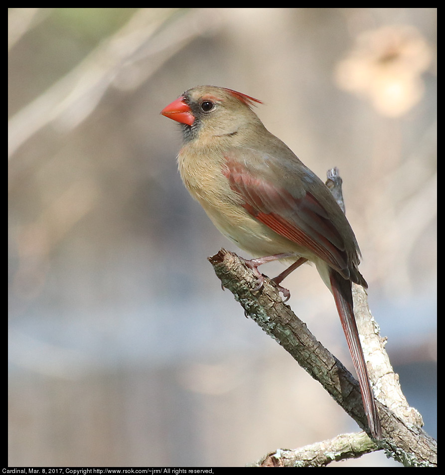 2017mar08_cardinal_IMG_2144.jpg