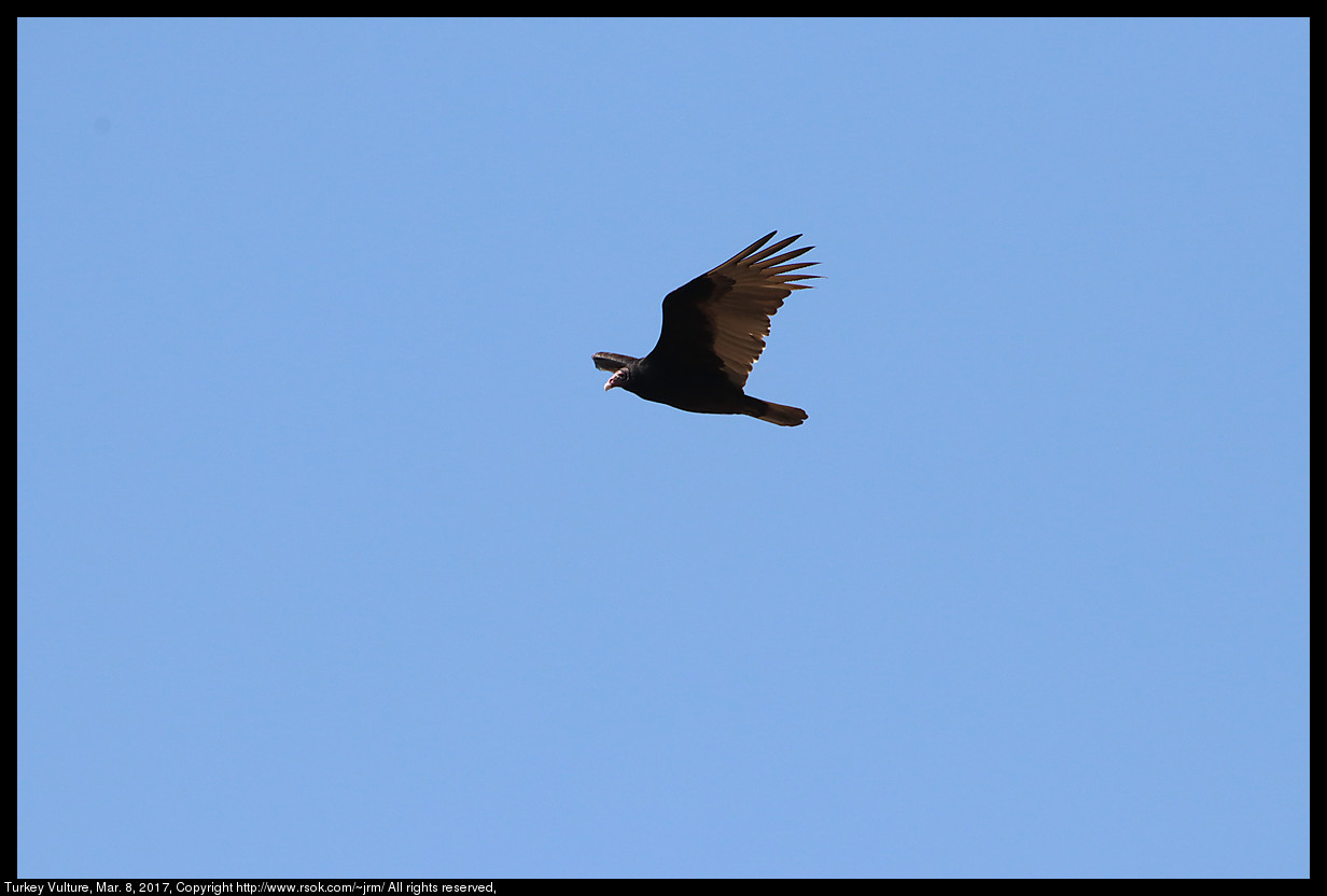 2017mar08_vulture_IMG_2129.jpg