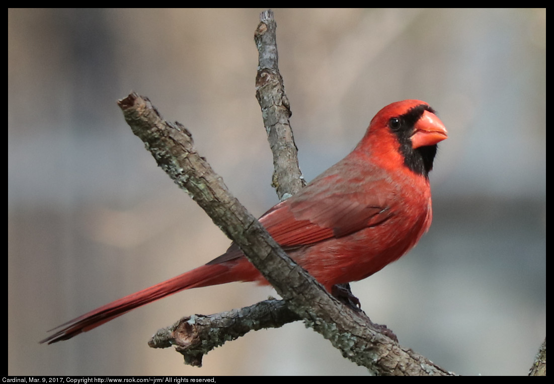 Cardinal, Mar. 9, 2017