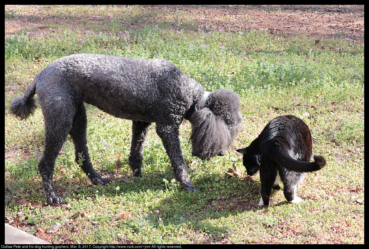 Outlaw Pete and his dog hunting gophers, Mar. 9, 2017