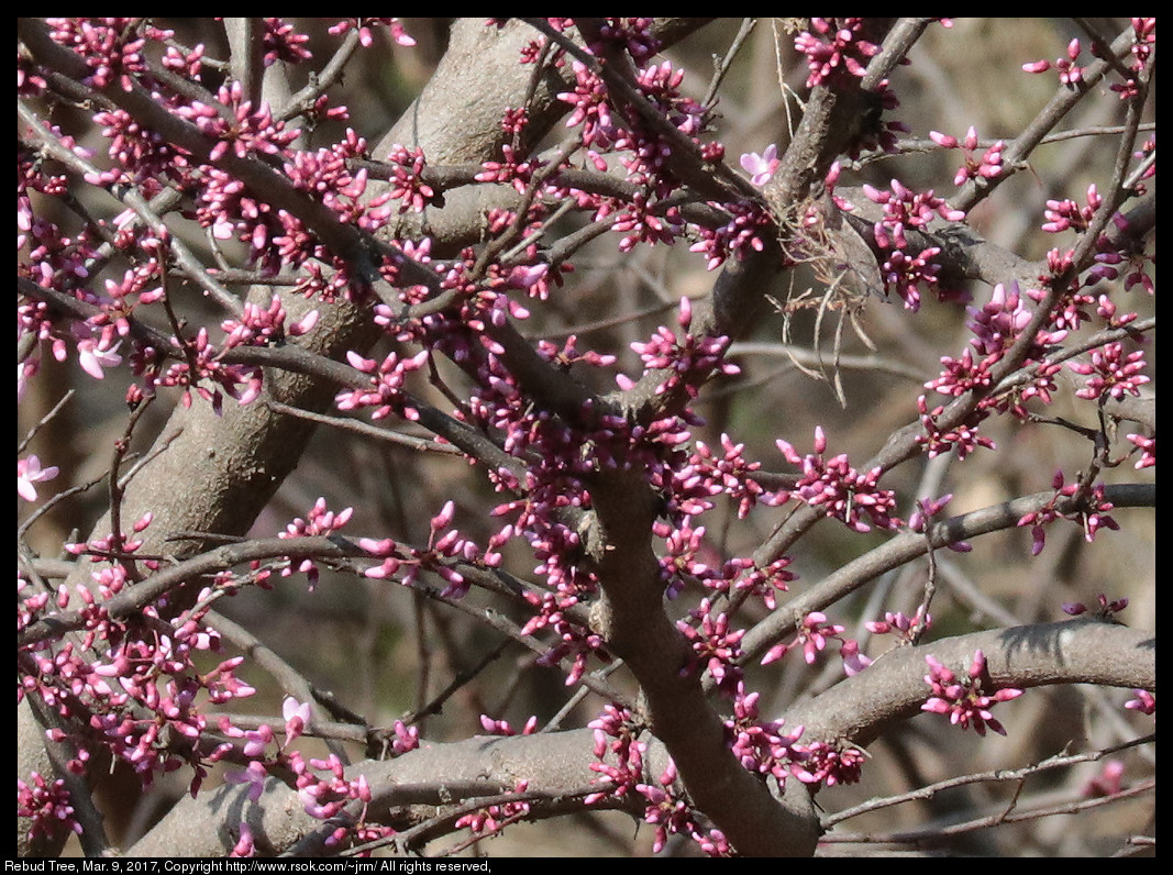 Rebud Tree, Mar. 9, 2017