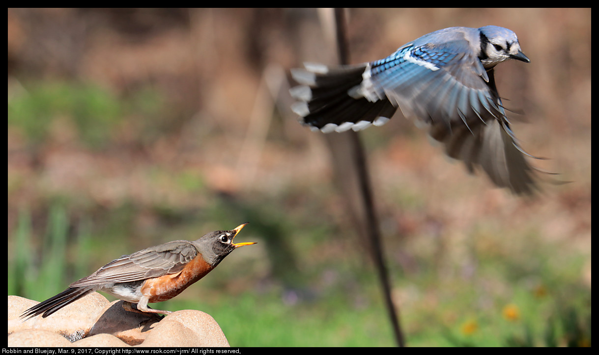 Robin and Bluejay, Mar. 9, 2017