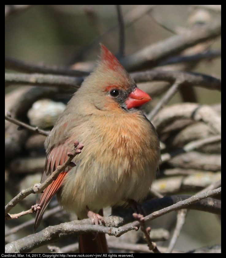 Cardinal, Mar. 14, 2017