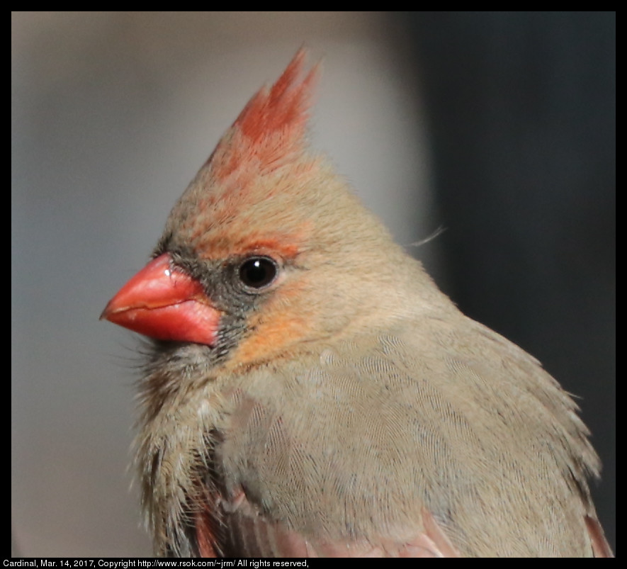 Cardinal, Mar. 14, 2017