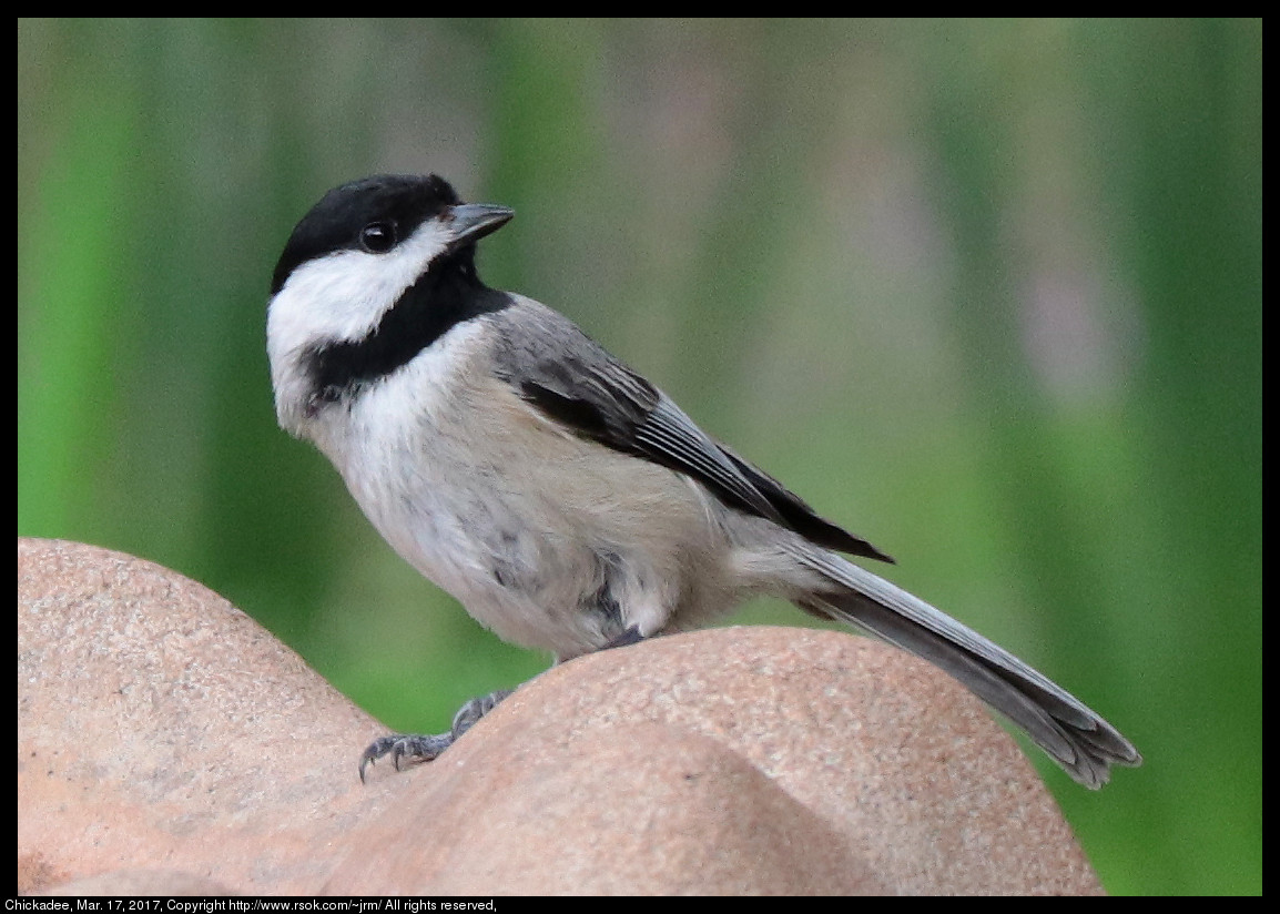 2017mar17_chickadee_IMG_2331.jpg