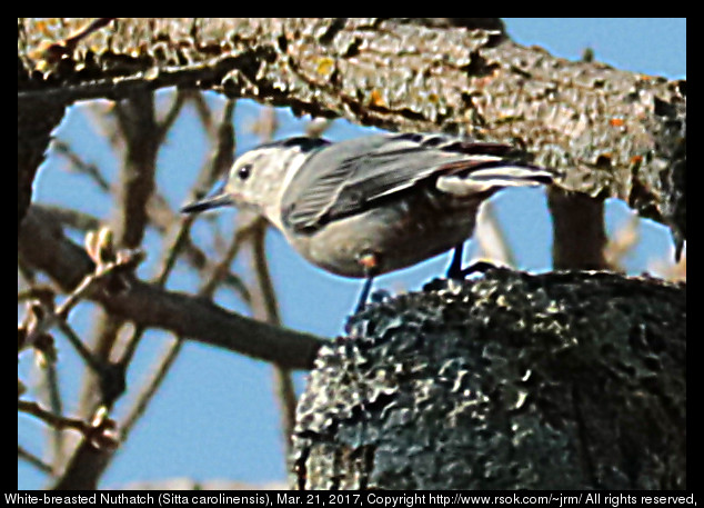 White-breasted Nuthatch (Sitta carolinensis)