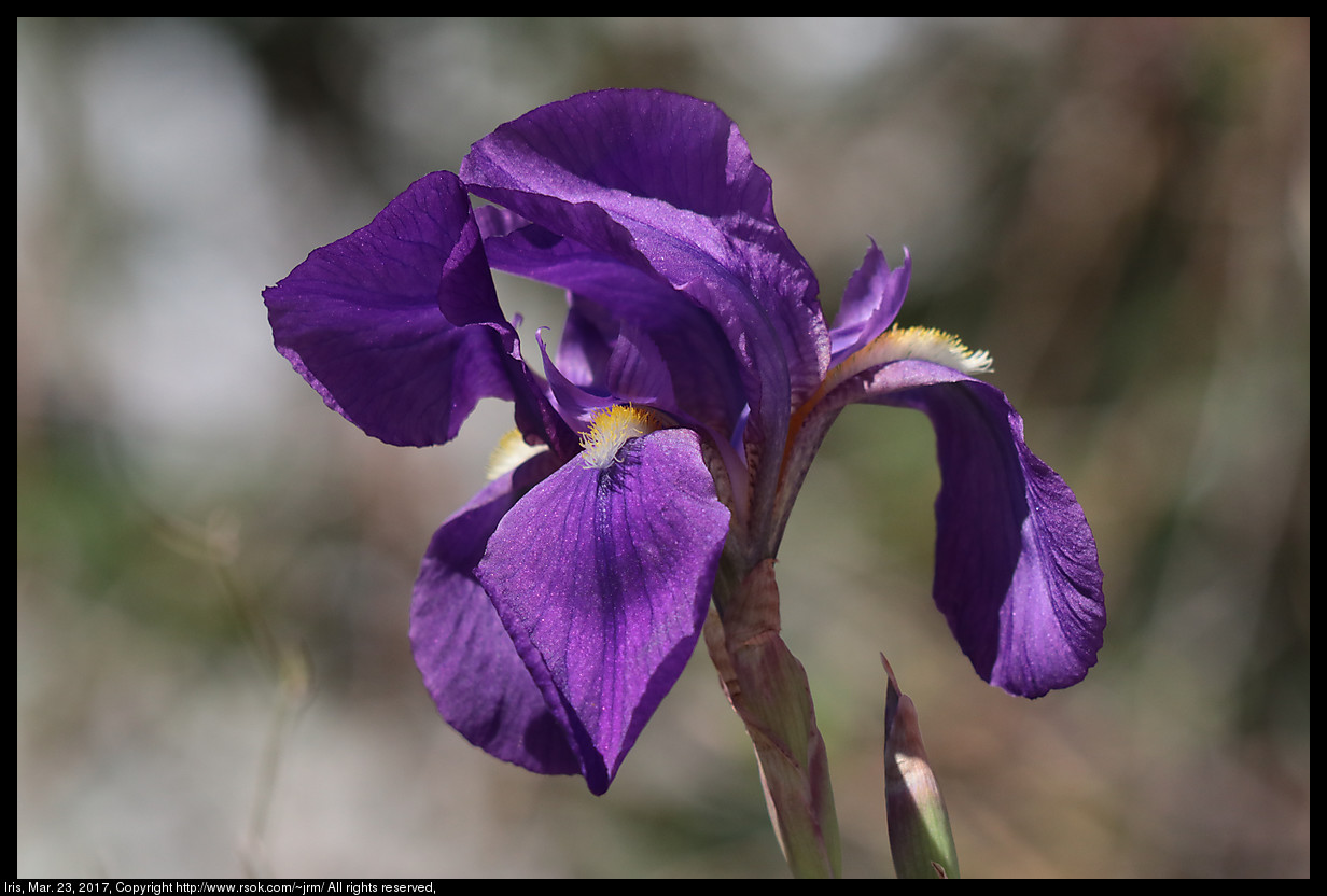 2017mar23_iris_IMG_2399.jpg