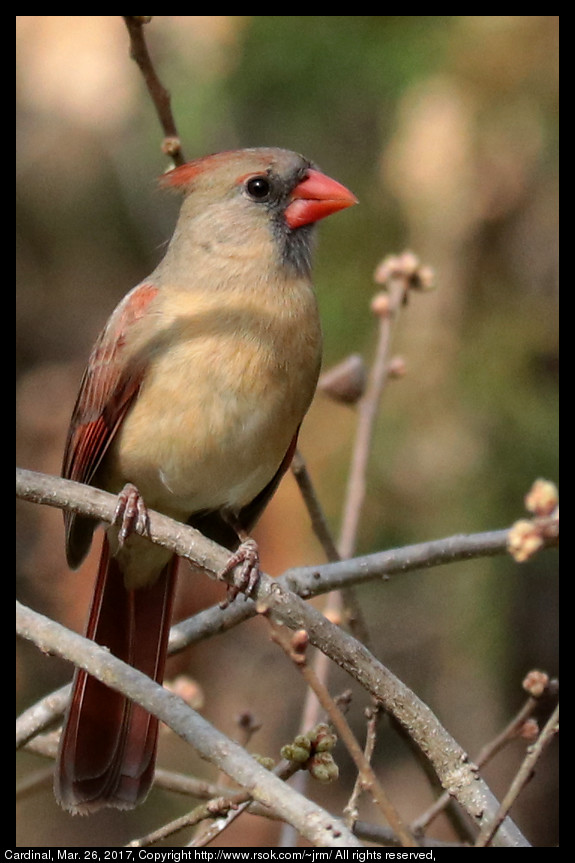 2017mar26_cardinal_IMG_2420.jpg