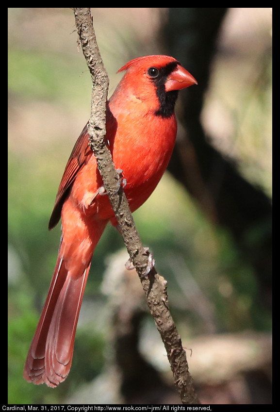 2017mar31_cardinal_IMG_2577.jpg