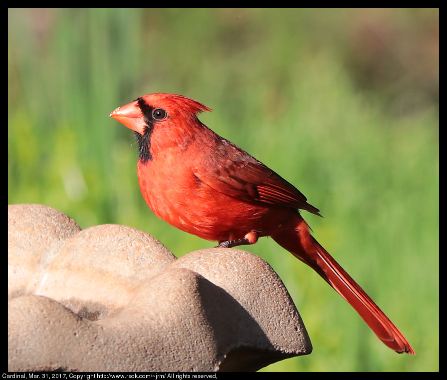 2017mar31_cardinal_IMG_2590.jpg