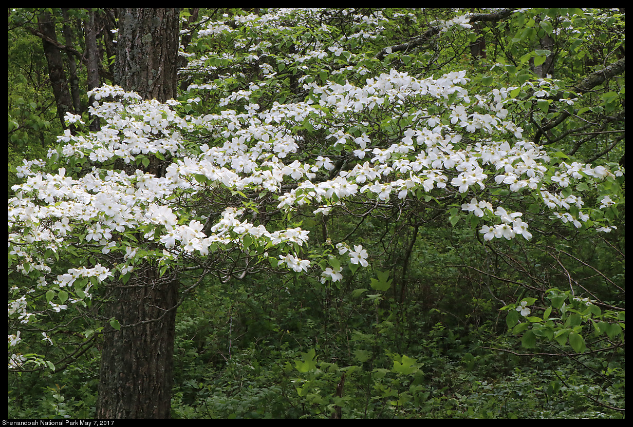 2017May07_Shenandoah_IMG_3353.jpg