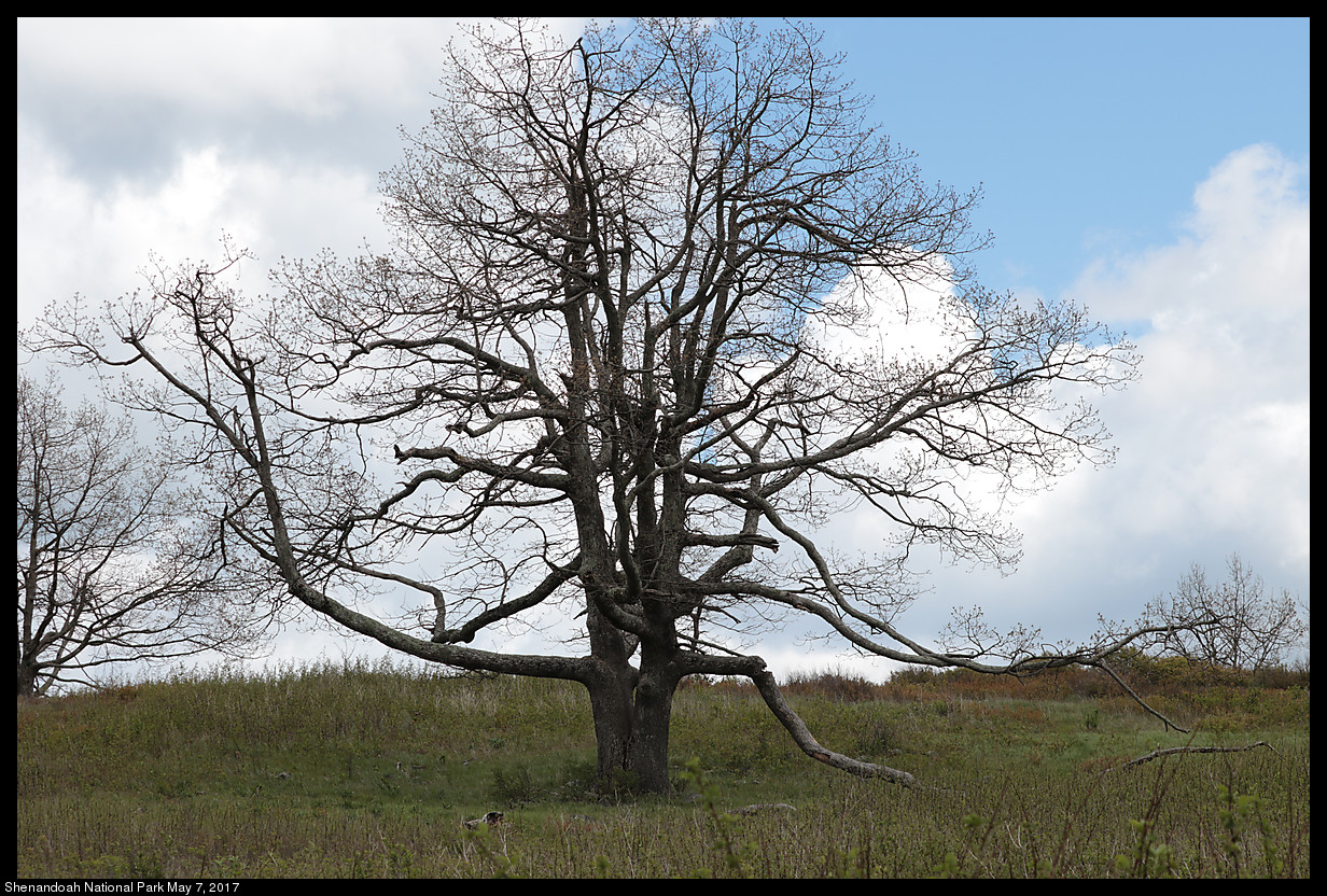 2017May07_Shenandoah_IMG_3475.jpg