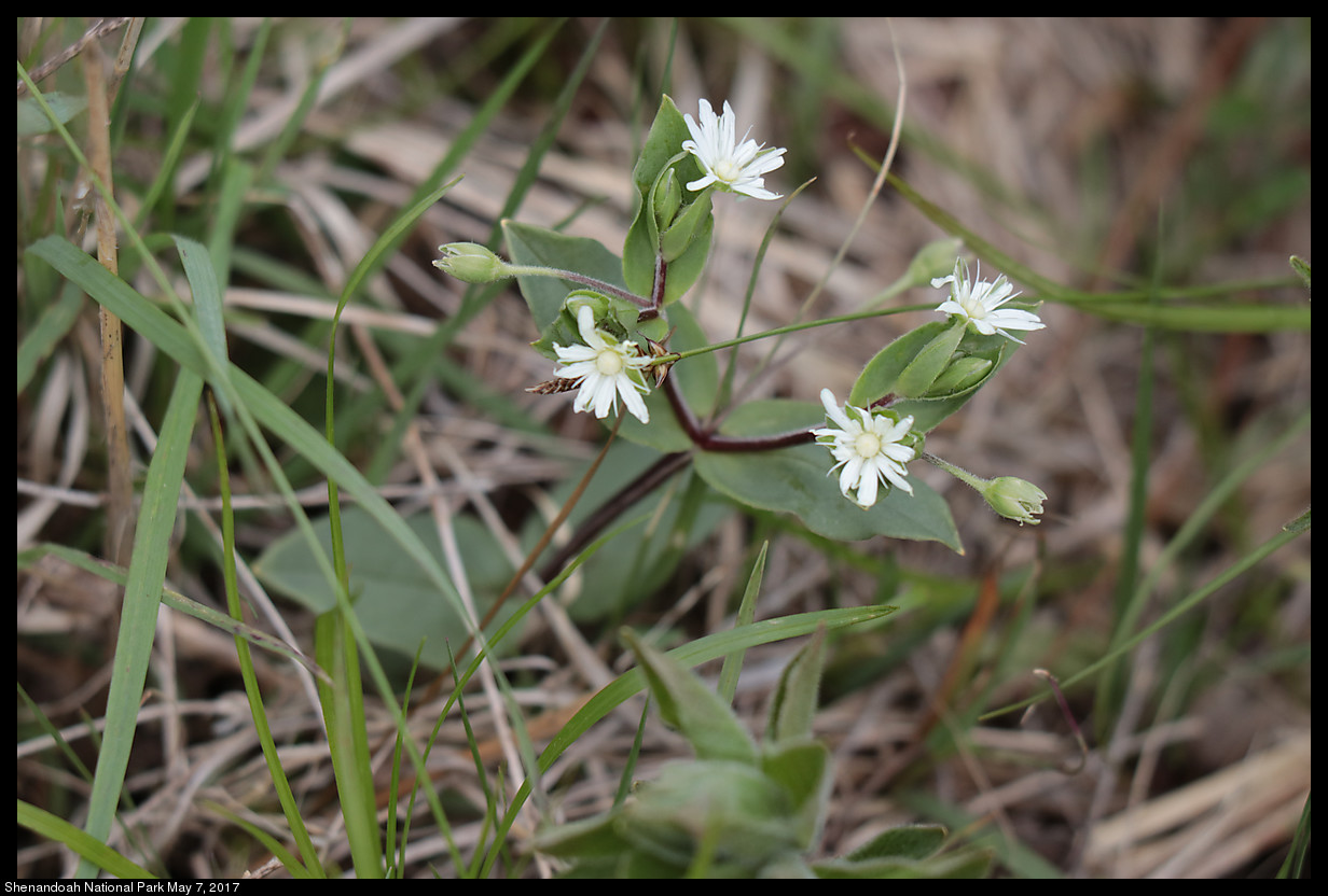 2017May07_Shenandoah_IMG_3489.jpg