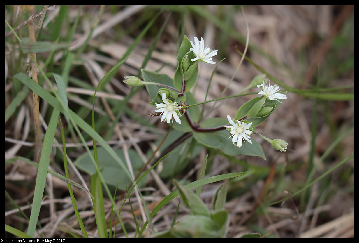 2017May07_Shenandoah_IMG_3490.jpg