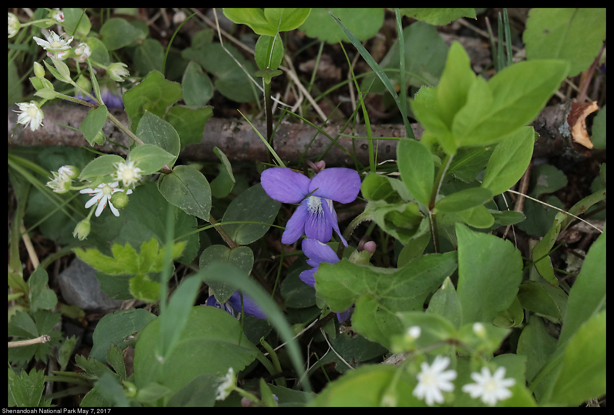 2017May07_Shenandoah_IMG_3504.jpg