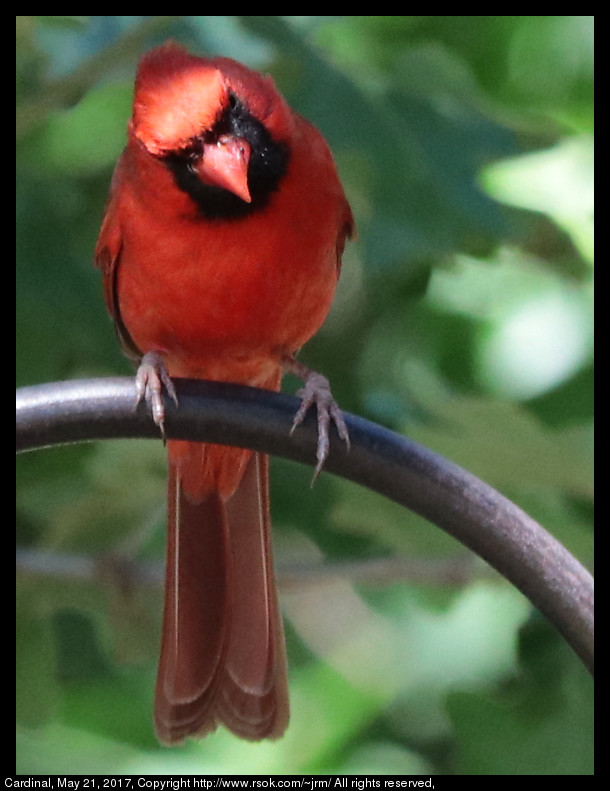 2017may21_cardinal_IMG_4040.jpg