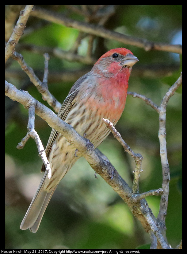 2017may21_finch_IMG_3933.jpg