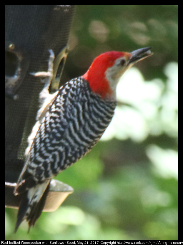 2017may21_woodpecker_IMG_3923.jpg