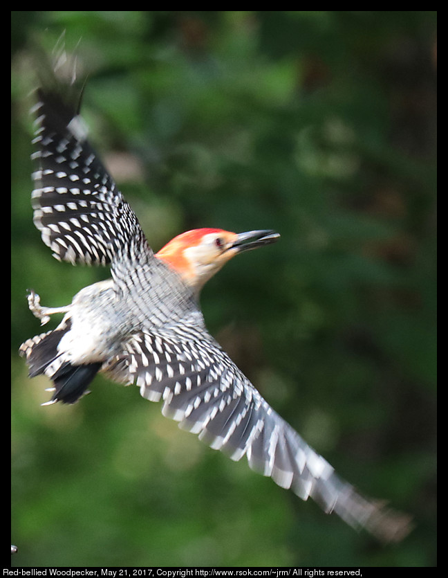 2017may21_woodpecker_IMG_4070.jpg