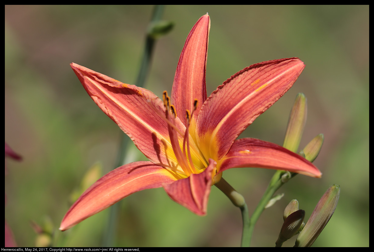 2017may24_daylily_IMG_4122.jpg