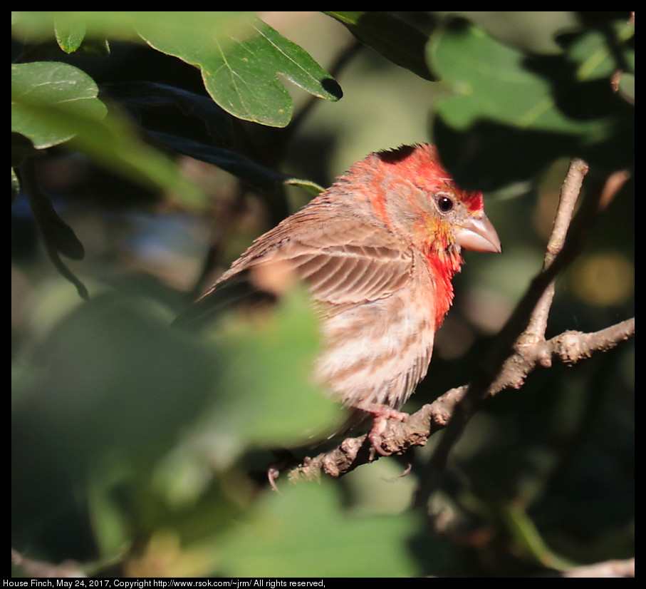 2017may24_finch_IMG_4153.jpg