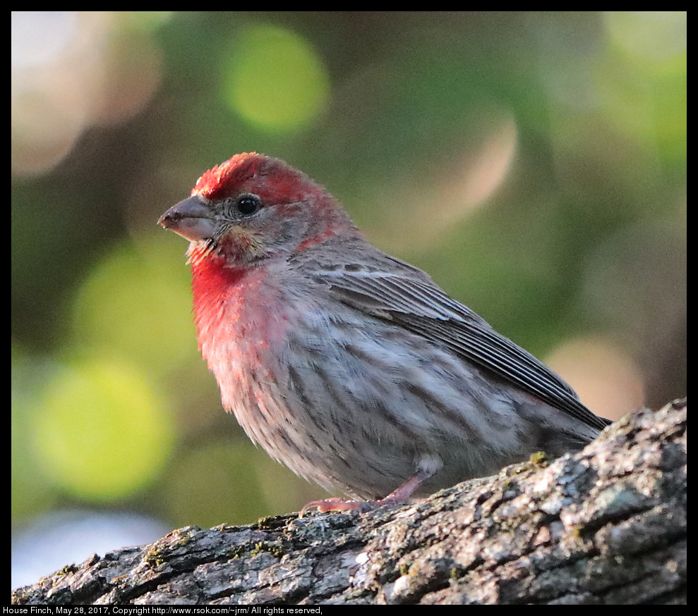 2017may28_finch_IMG_4245.jpg