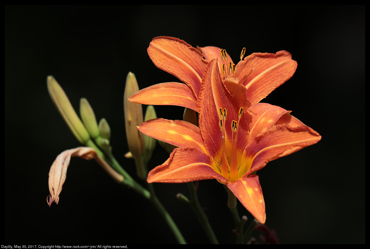 2017may30_daylily_IMG_4359.jpg