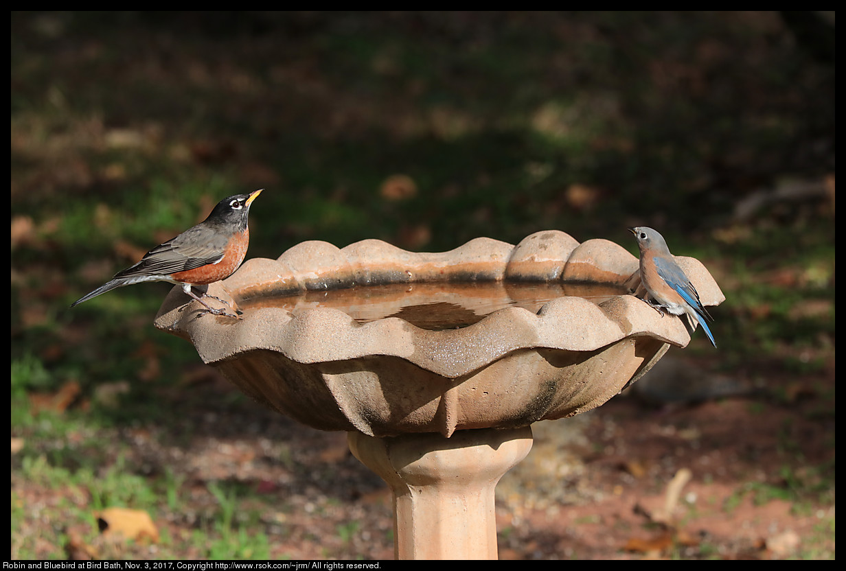 2017nov03_birdbath_IMG_7384.jpg