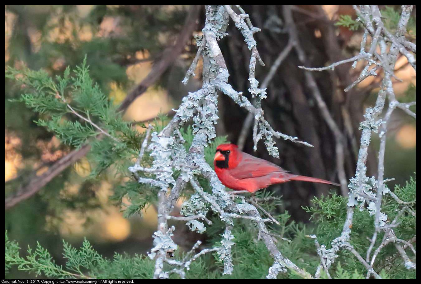 2017nov03_cardinal_IMG_7394c.jpg