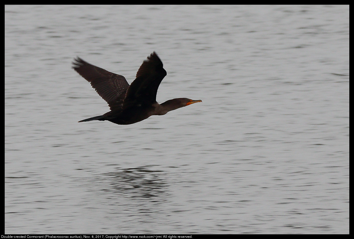 2017nov08_cormorant_IMG_7513c.jpg