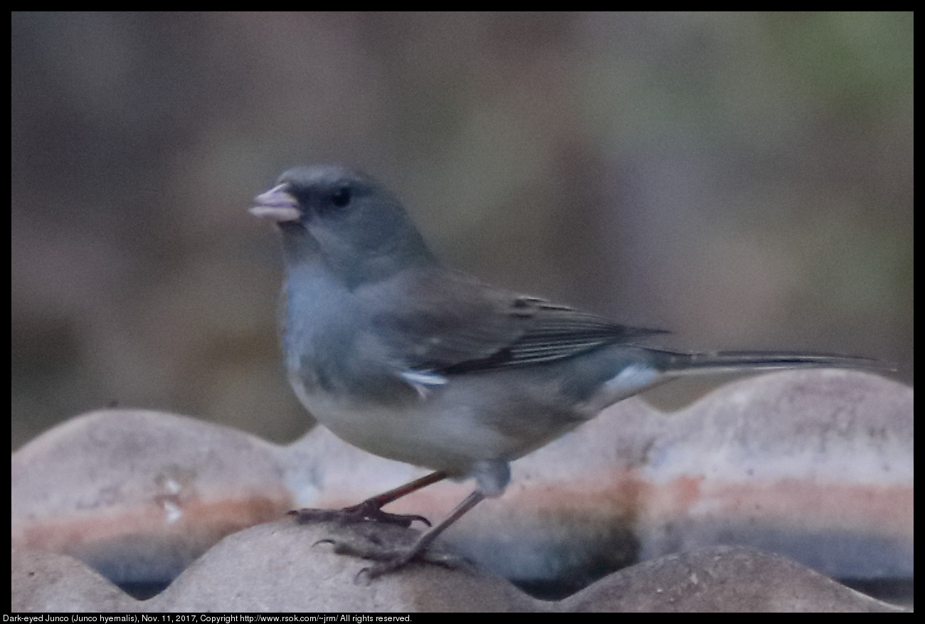 2017nov11_junco_IMG_7740c.jpg