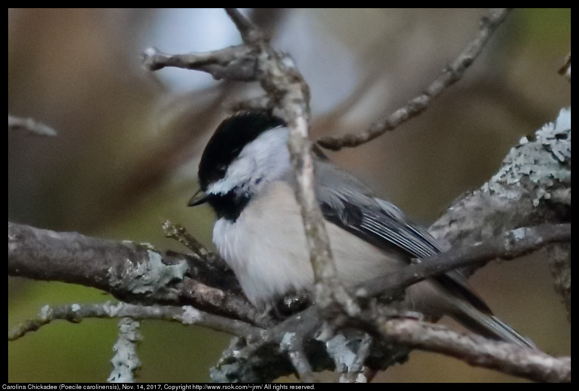 2017nov14_chickadee_IMG_7789c.jpg