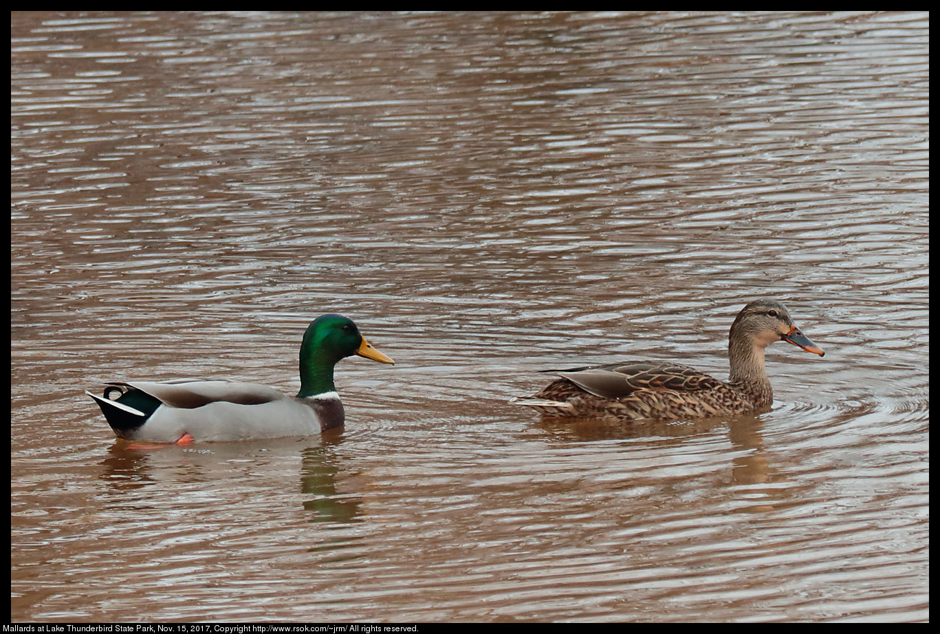 2017nov16_mallard_IMG_7850c.jpg