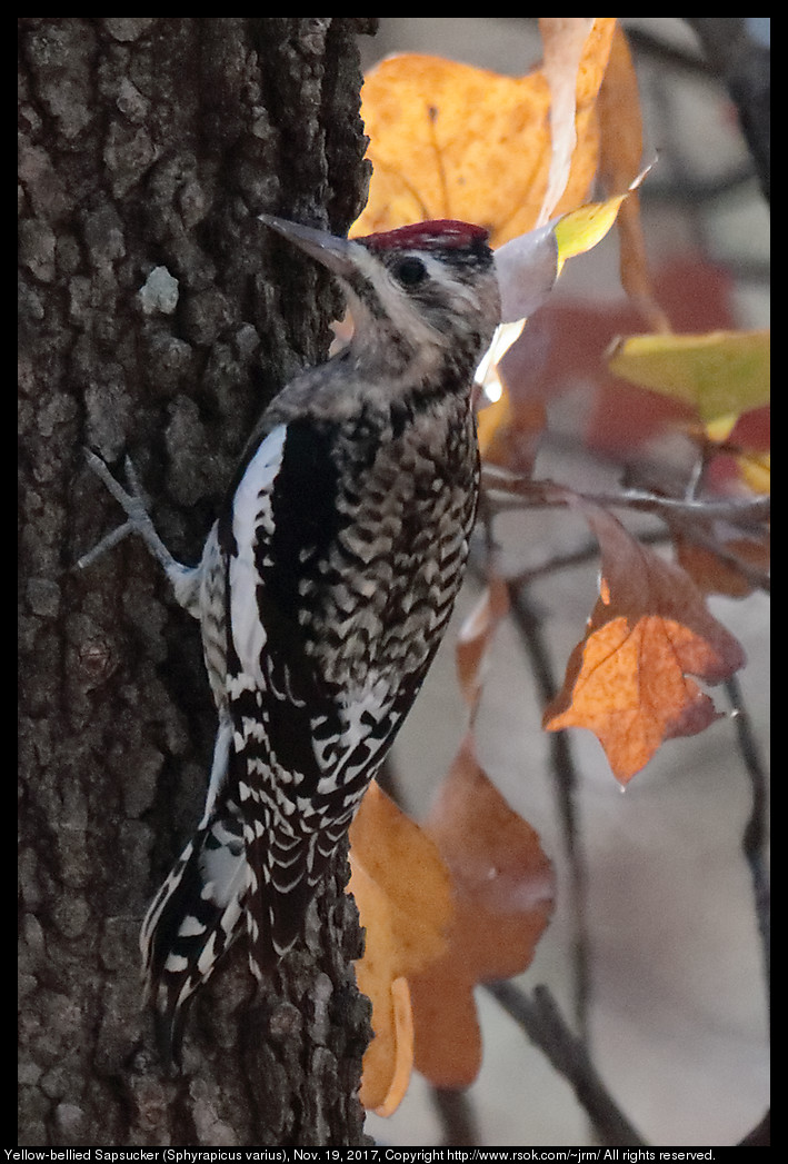 2017nov19_woodpecker_IMG_7926c.jpg