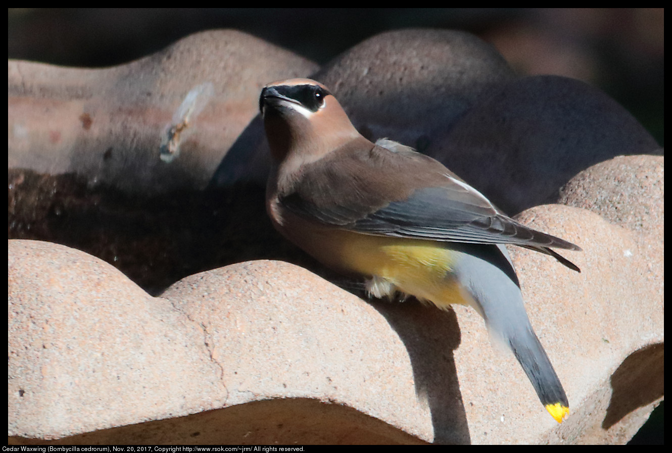 2017nov20_waxwing_IMG_7942c.jpg