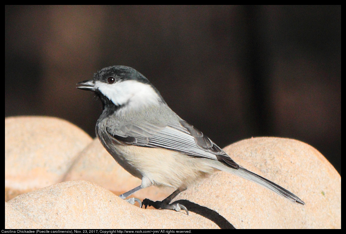 2017nov23_chickadee_IMG_7983c.jpg