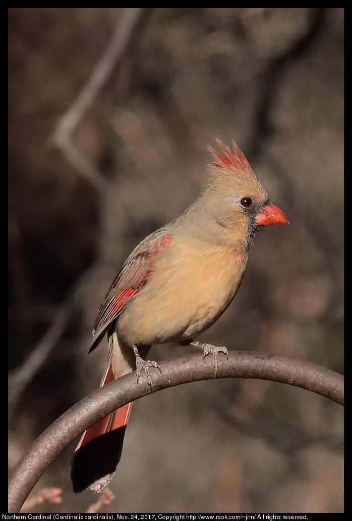 2017nov24_cardinal_IMG_8120c.jpg