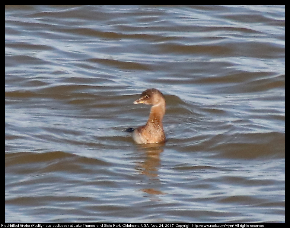 2017nov24_grebe_IMG_8031.jpg