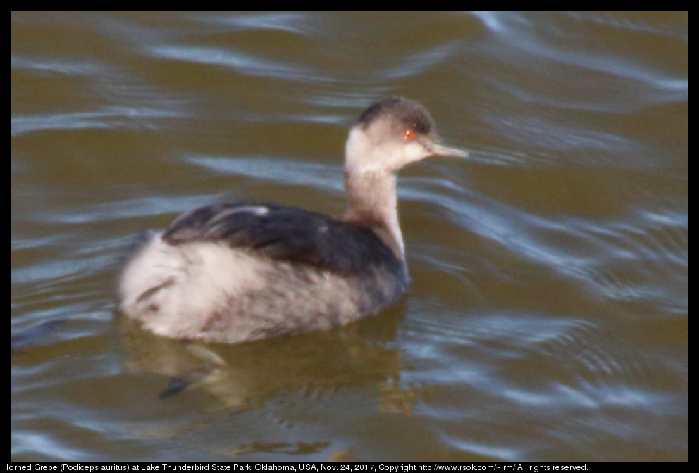 2017nov24_grebe_IMG_8043c.jpg