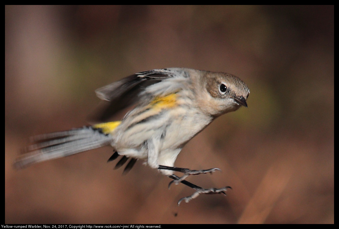 2017nov24_warbler_IMG_8086c.jpg