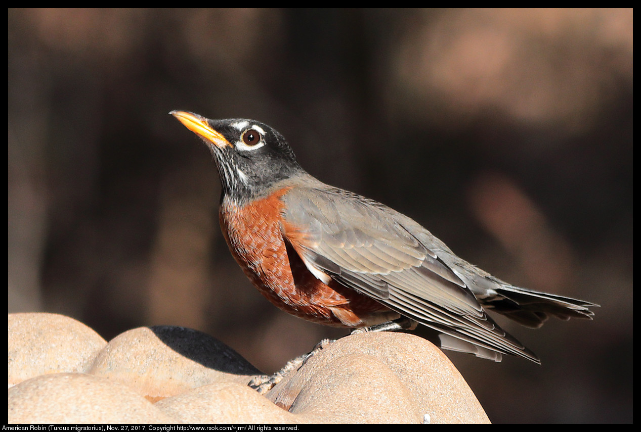 2017nov27_robin_IMG_8267c.jpg