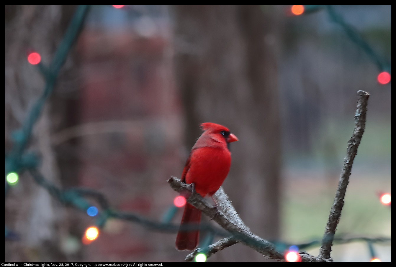 2017nov28_cardinal_IMG_8284c.jpg