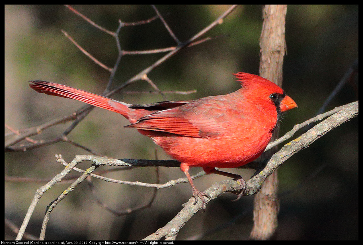 2017nov29_cardinal_IMG_8303c.jpg