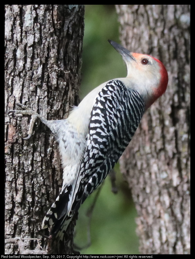 2017sep30_woodpecker_IMG_6676.jpg